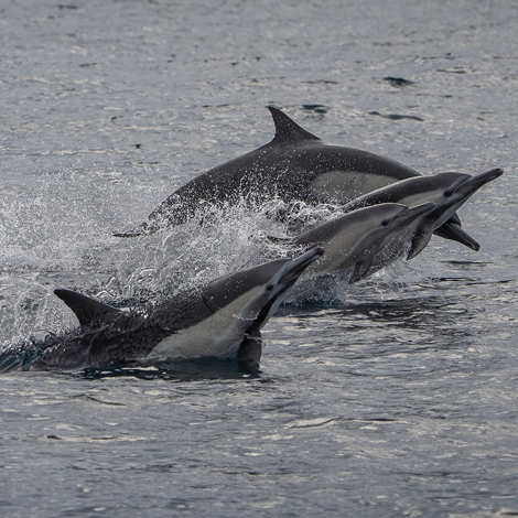 7-12-25 Evening Whale Watch