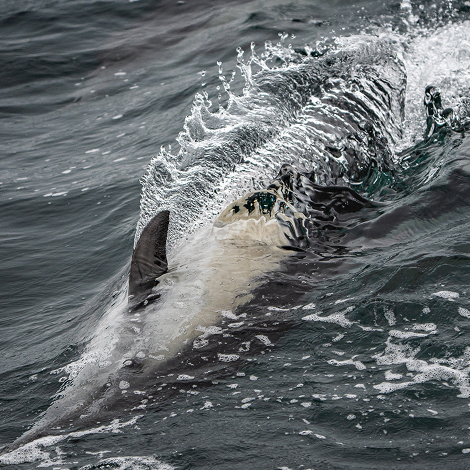 400x400 blog specific image with dolphin and spray