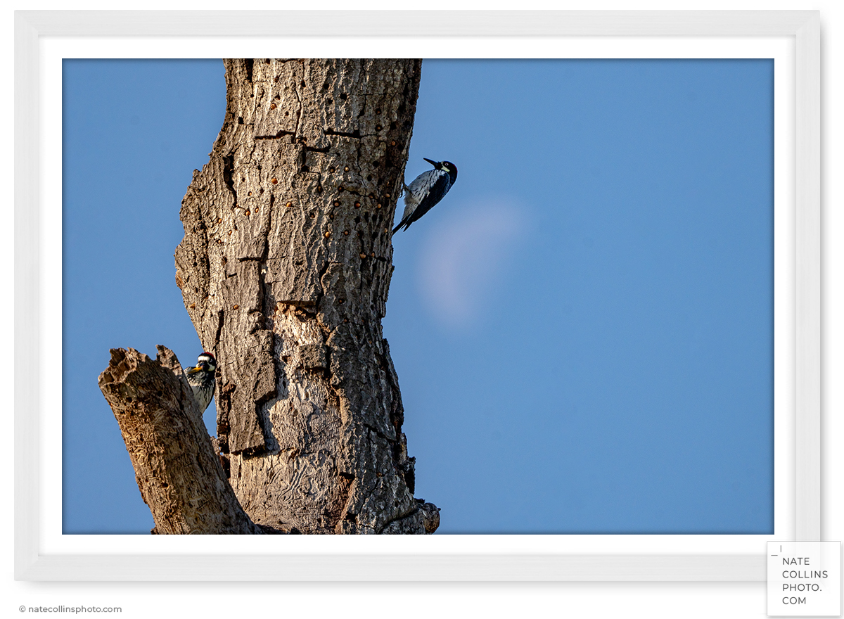acorn woodpeckers on tree with setting moon behind framed print