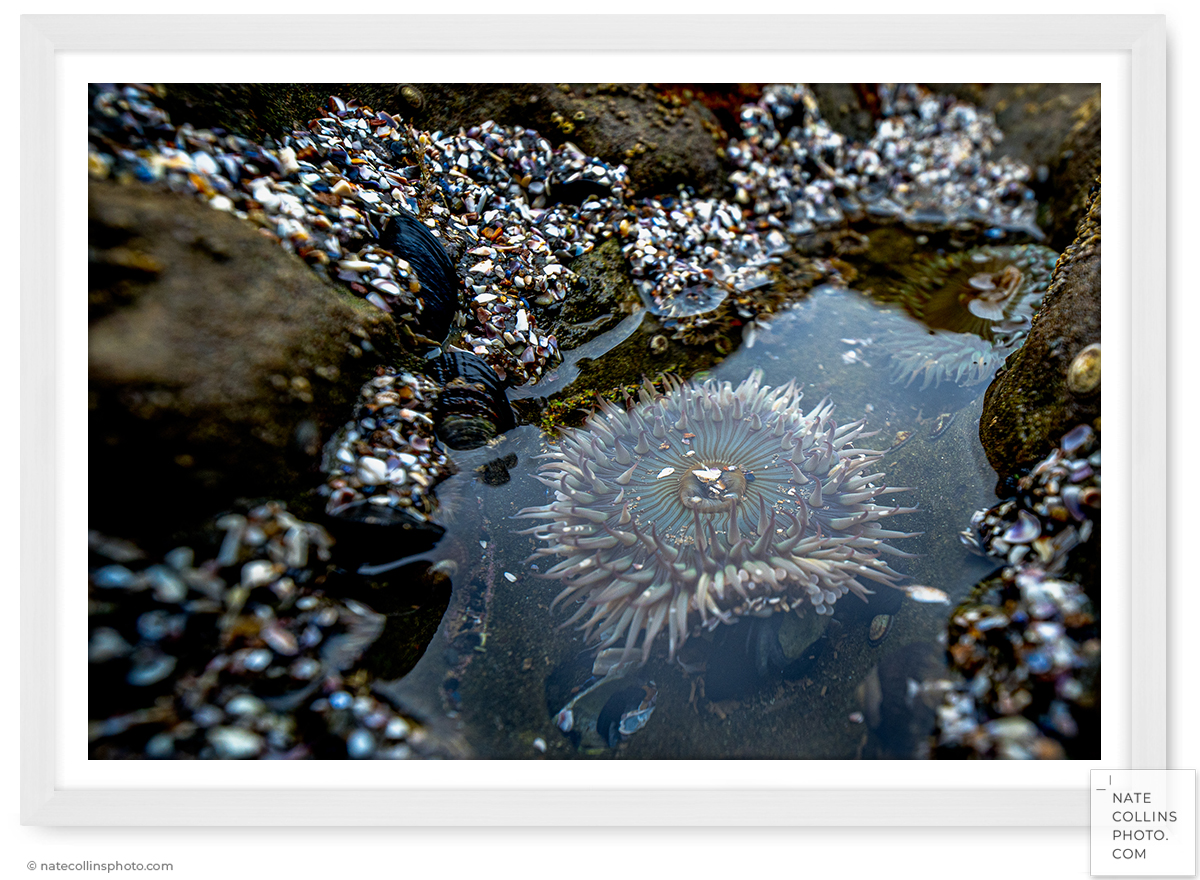 Sea Anemone in tiny tide pool framed print