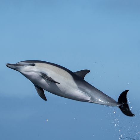 blog title image common dolphin leaps seen from below