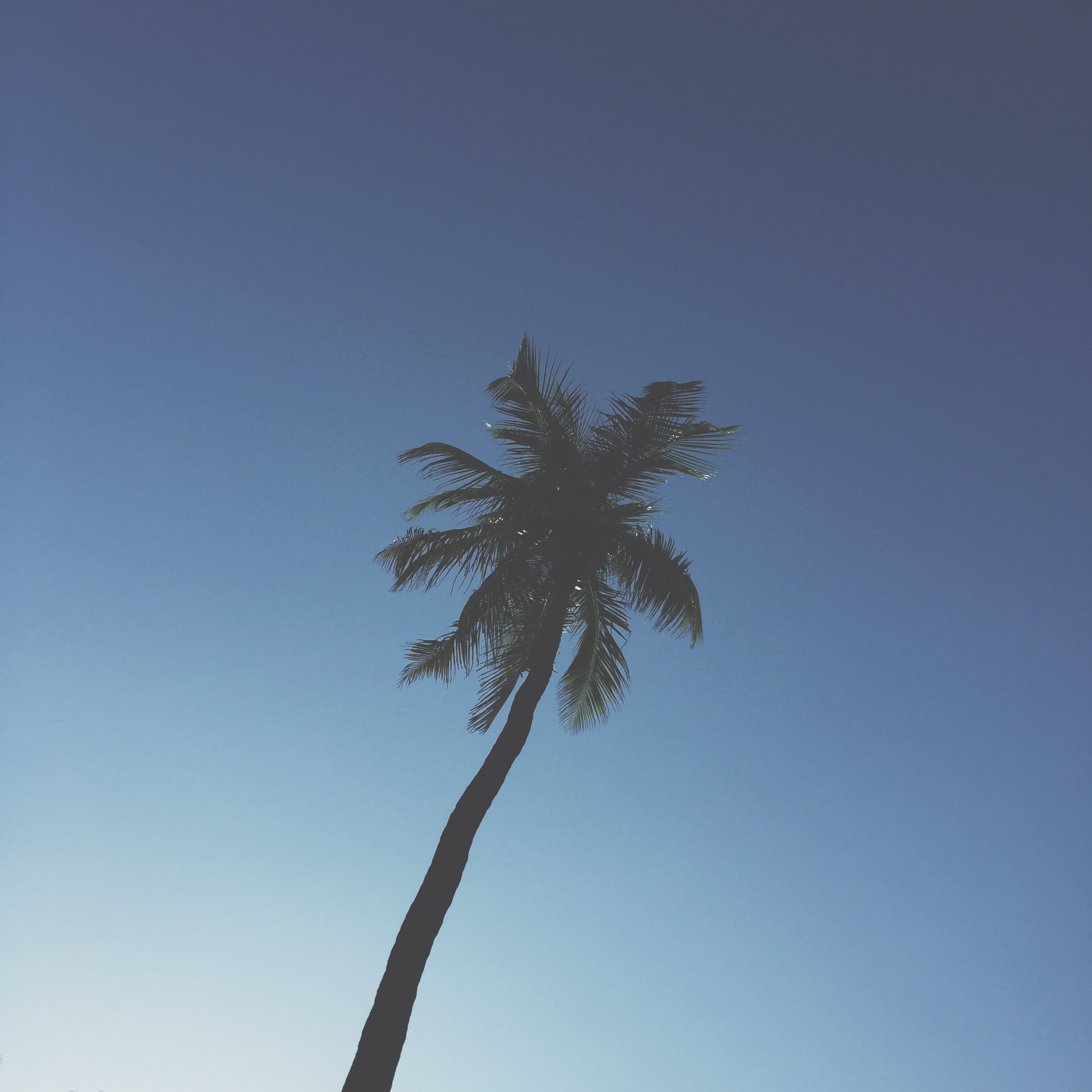 South Beach Palm, Miami