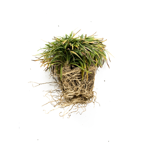 SHRUB