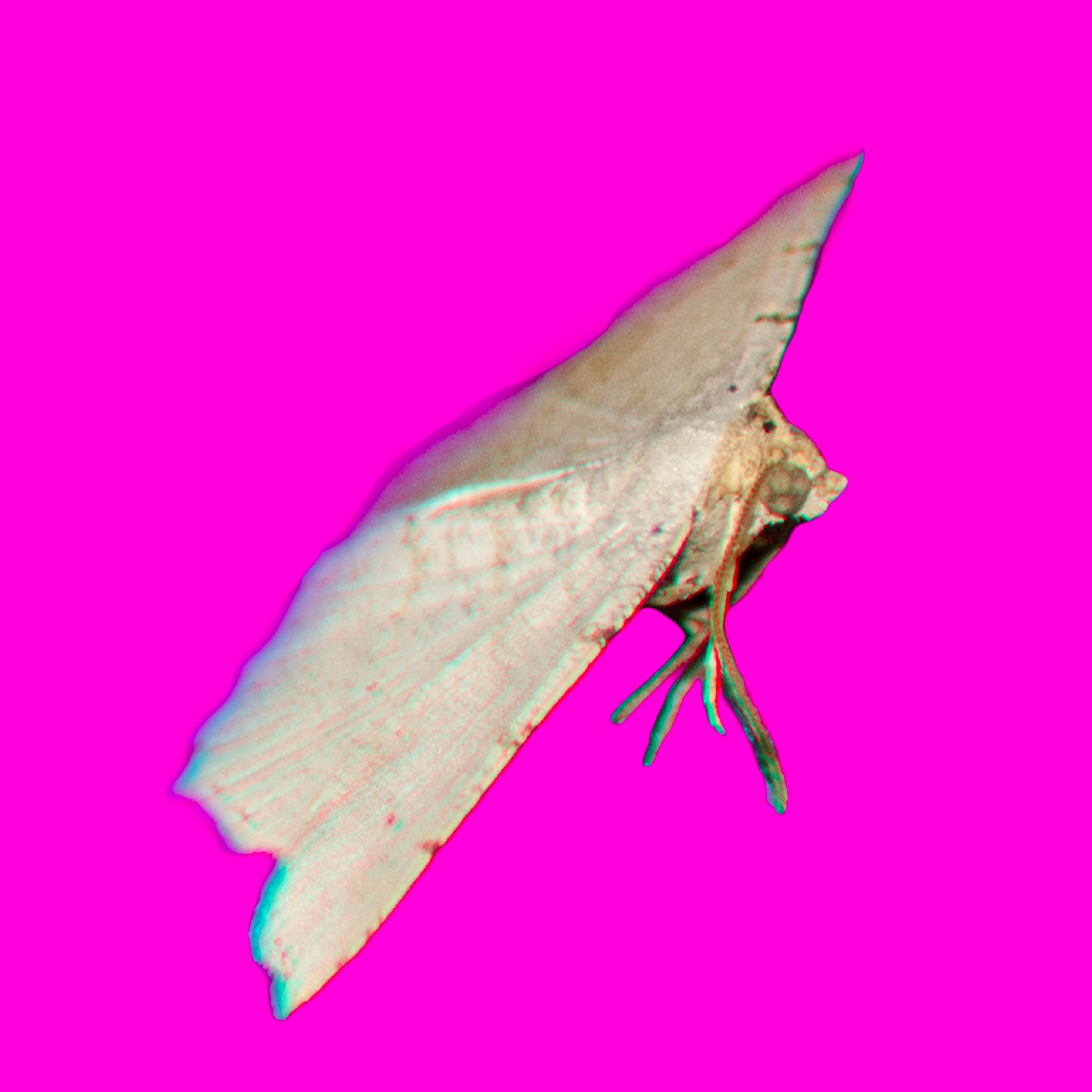 mothmagenta-