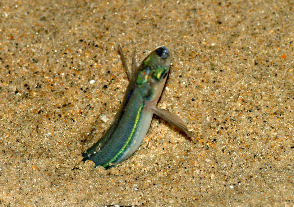 Image result for california grunion