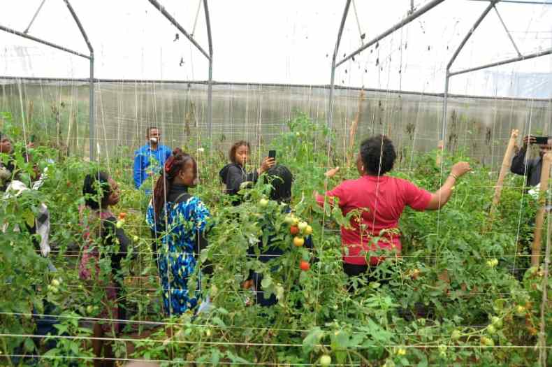 Food Security: MOUAU Empowers Abia Youths on Tomato/Pepper Production, Processing

