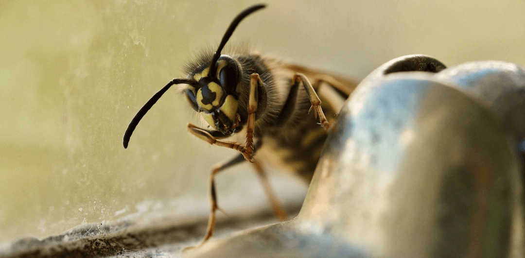 Pest Control Services in Salt Lake City, Utah: the Complete 2026 Homeowner’s Guide