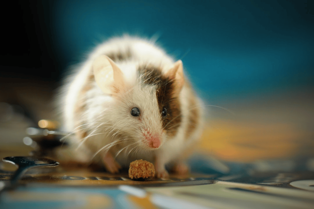 Rodent Control Services in Bolton Landing