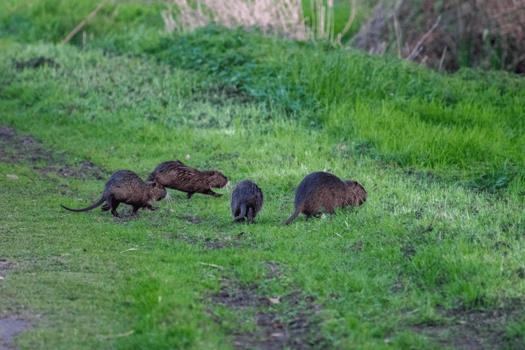 How Much Does Rodent Control Cost in Bolton Landing, New York? (2026 Pricing Guide)