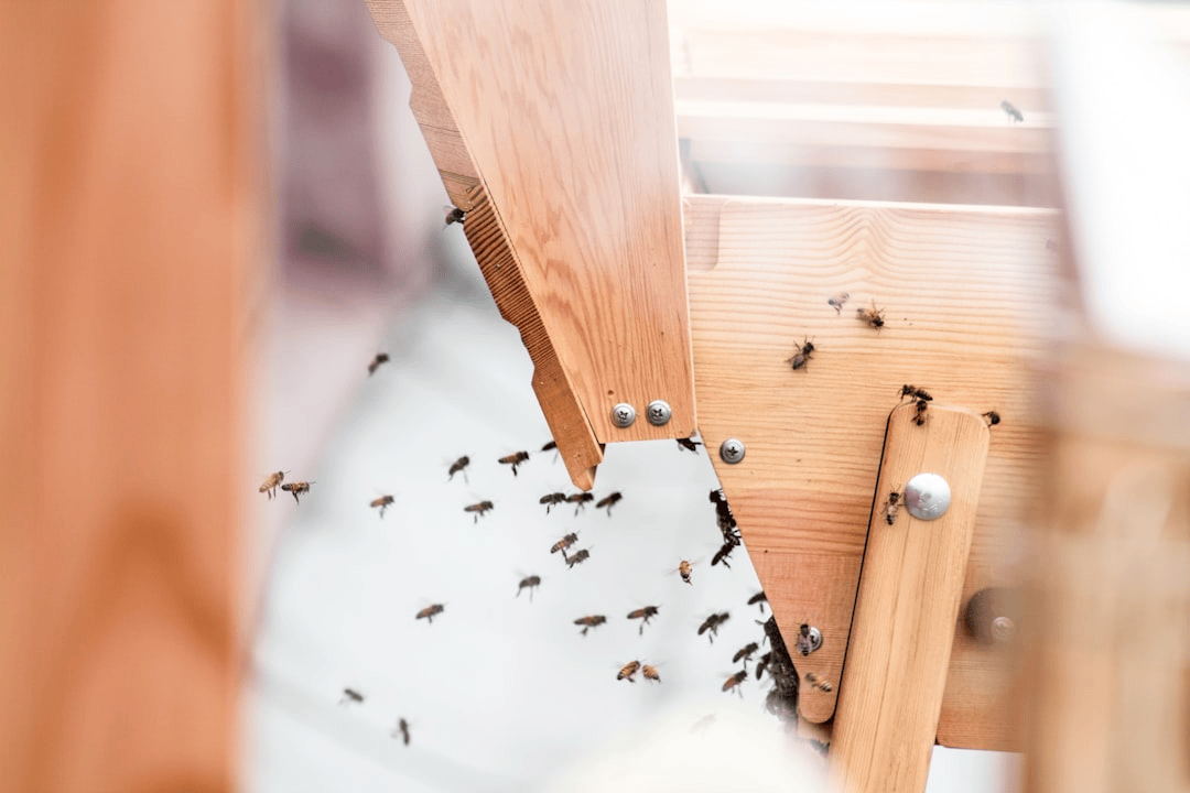 Roach Extermination Services in Los Angeles