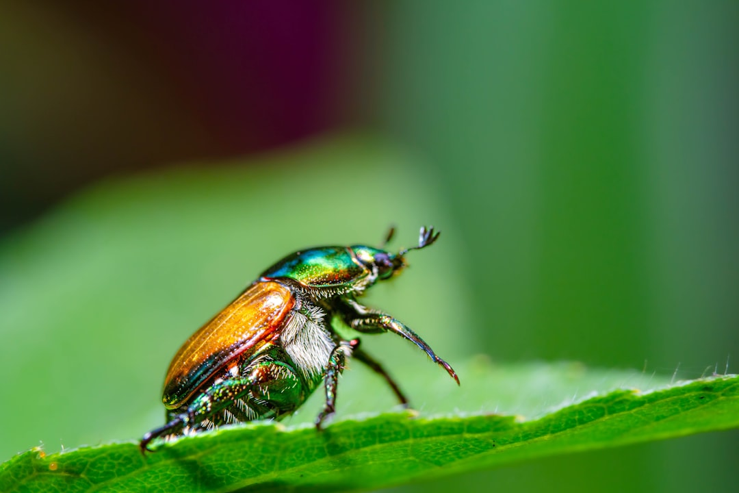 Pest Control Inspection Services in Charlotte