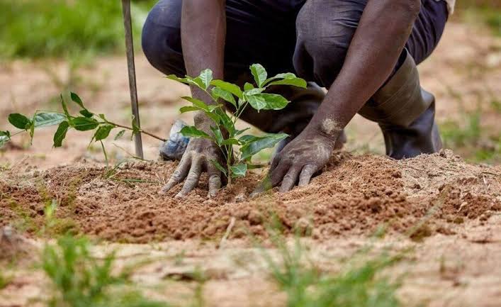 NGO To Mobilize 560,000 Youths For Tree Planting In Ogoni