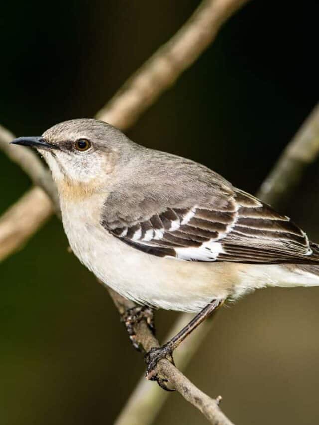 Top 10 texas backyard birds