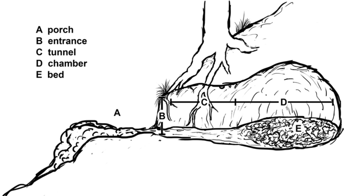 diagram of a bear den.
Original image may be found at https://www.researchgate.net/figure/Structural-components-of-a-typical-brown-bear-den_fig1_344174185 