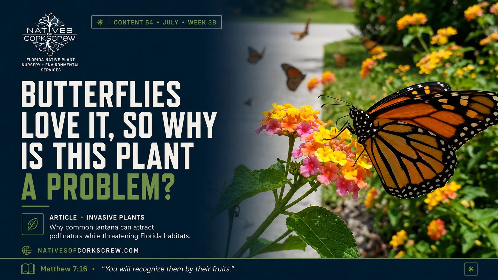 Butterfly feeding on lantana flowers beside Florida native pollinator plant alternatives