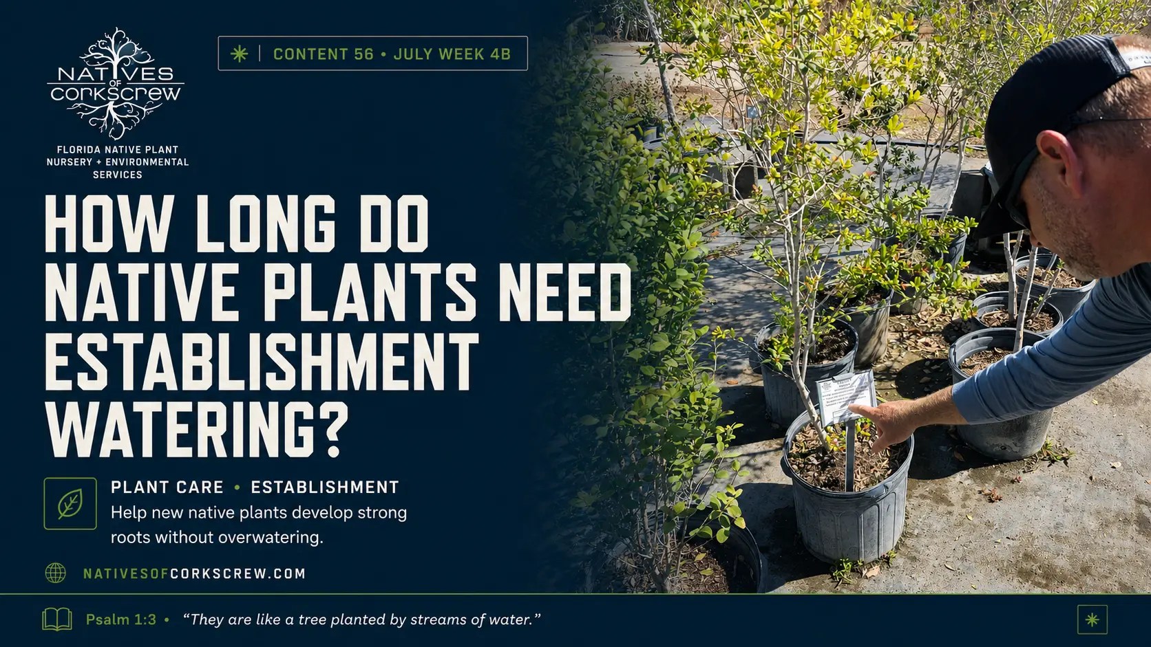Homeowner watering a newly planted Florida native plant during summer establishment