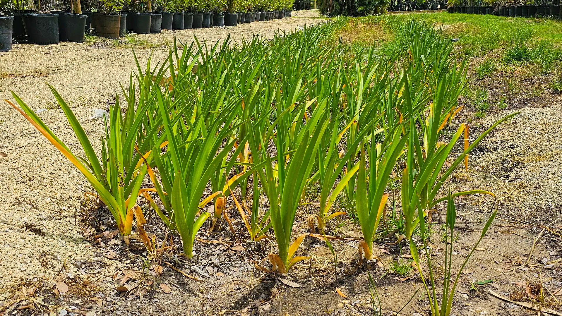 Native-planted bioswale with wet-tolerant vegetation at a South Florida nursery.