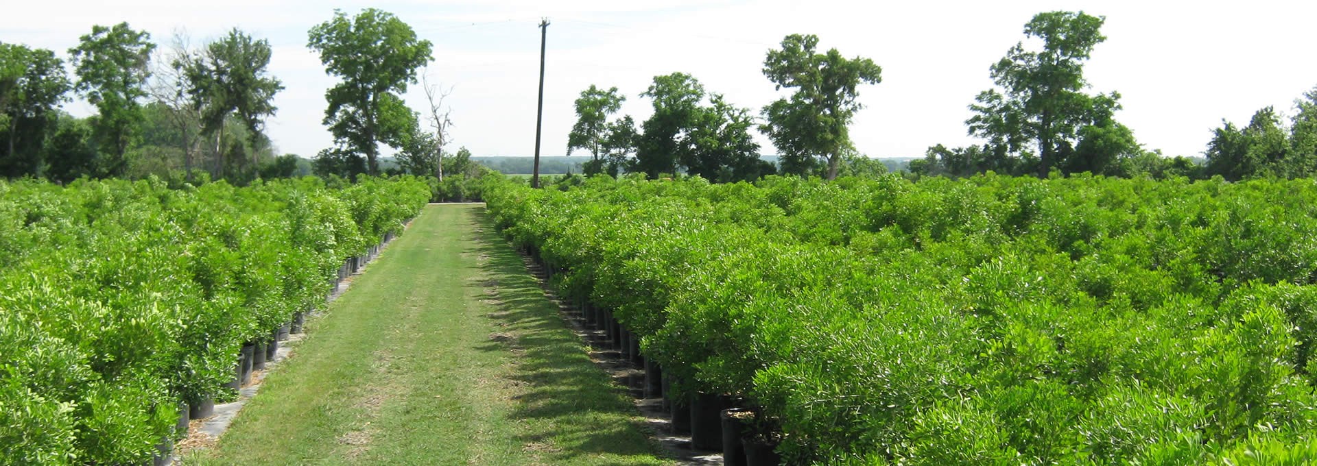 Trees That Are Making You Sneeze In Texas Blog Preservation Tree Services Dallas Fort Worth Tx