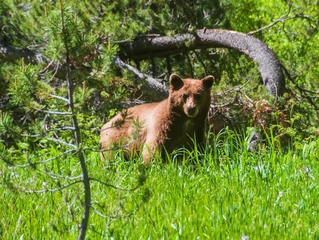 Stay safe without bear spray in Yosemite and Sequoia & Kings Canyon National Parks