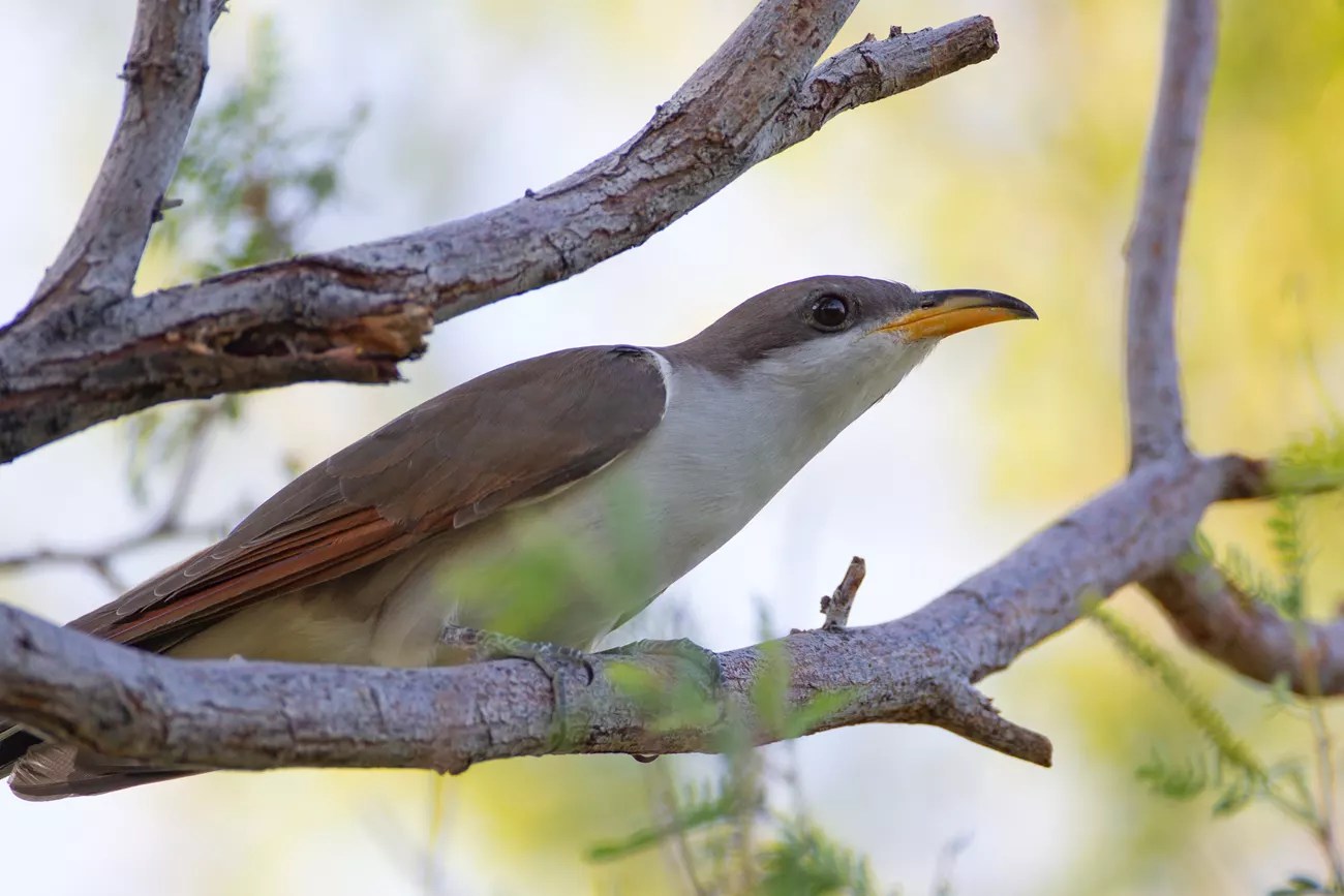 Yellow-billed Cuckoo on a tamarisk branch.