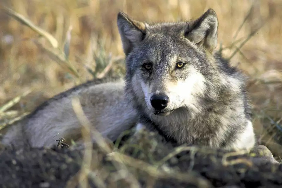 A gray wolf rests in tall grass.
