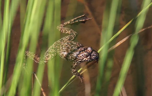 A Sierra Nevada yellow-legged frog