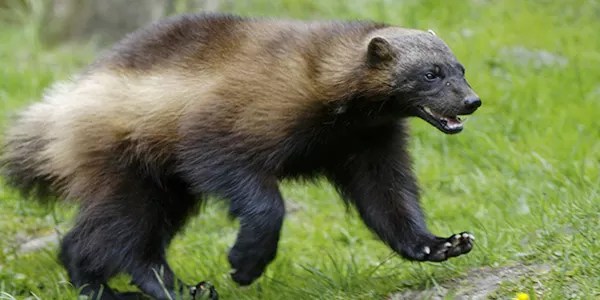 Wolverines are the largest member of the weasel family.
