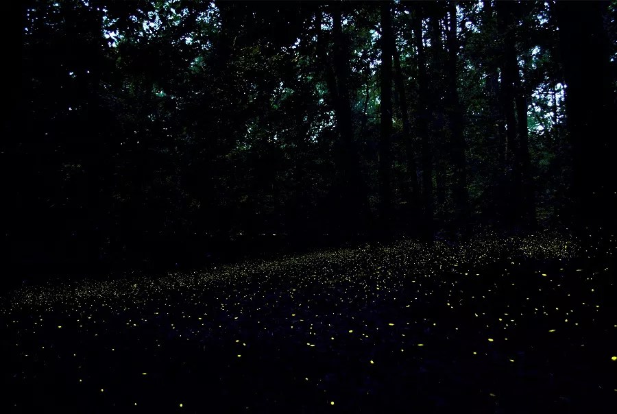 Photuris frontalis, a species of synchronous firefly, light up the forest at Congaree National Park.