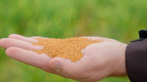 Camelina seed used in NatrixOne production