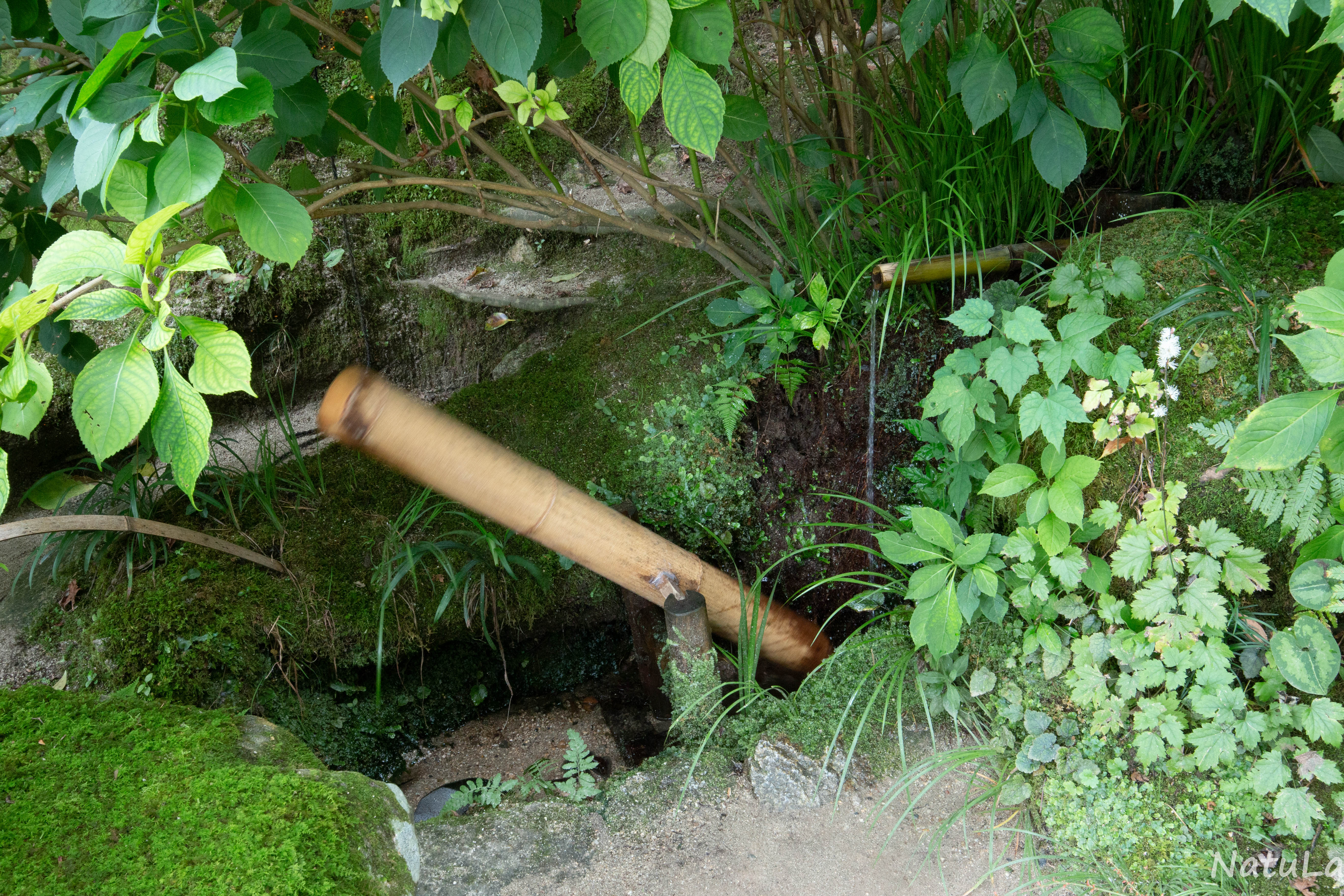 京都・詩仙堂の額縁庭園 – NatuLa