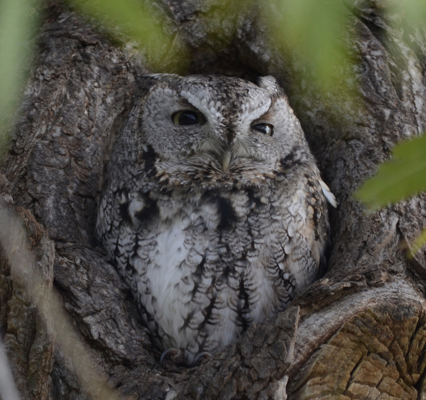 Owls are unique and fascinating raptors, but identifying them can be a challenge. What Hand-Sized Owl Is Watching Me from that Hole in the