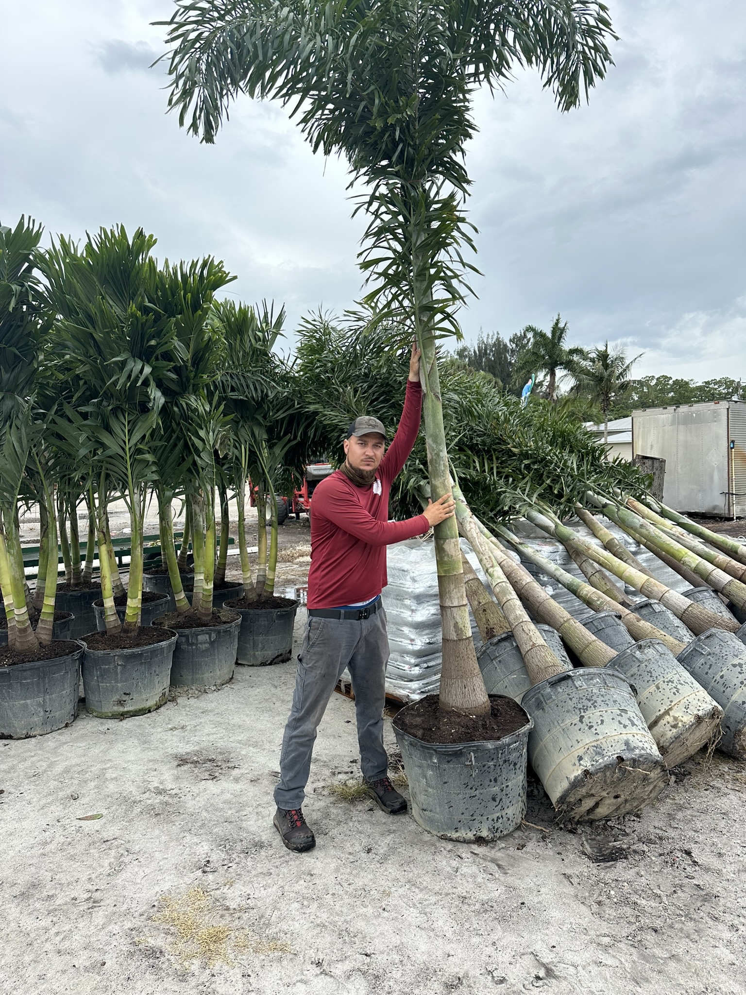 Natural Designs founder Abraham Cordero selecting a palm for a landscape project.