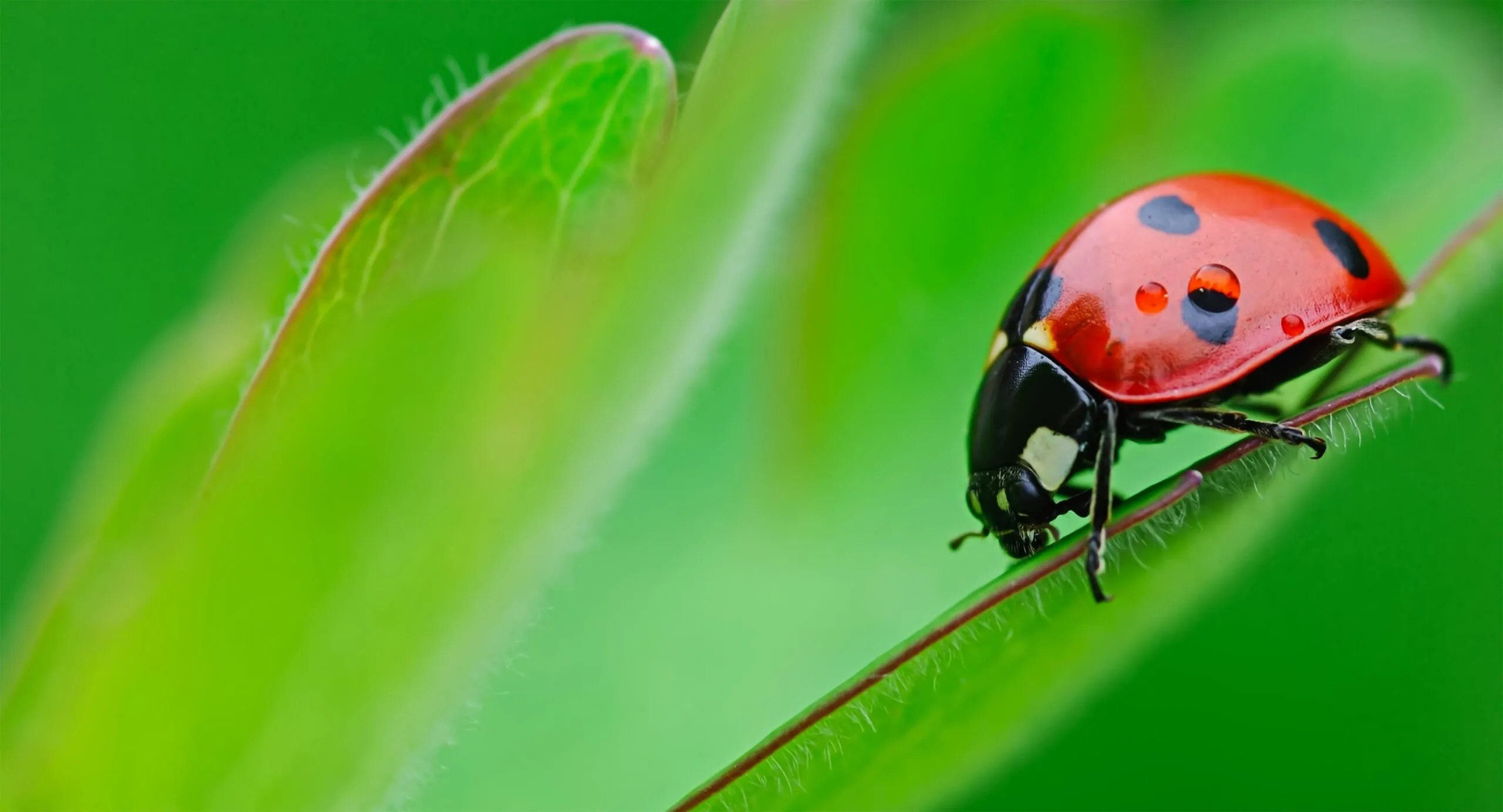 Beneficial Insects