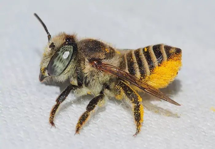Bug of the Month The Amazing Leafcutter Bee (Megachilidae)