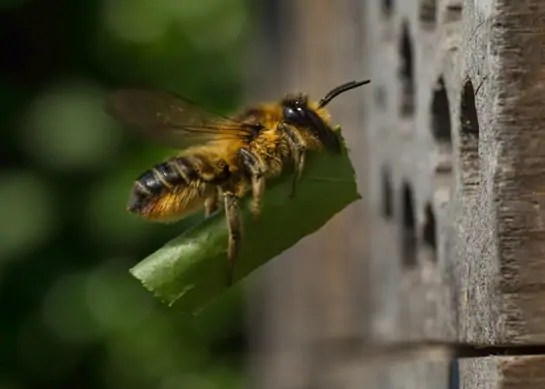 Bug of the Month The Amazing Leafcutter Bee (Megachilidae)