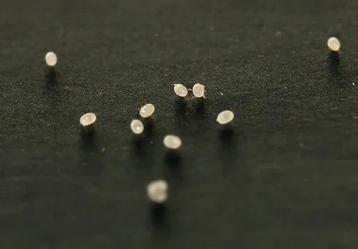 Frozen Ephestia kuehniella eggs