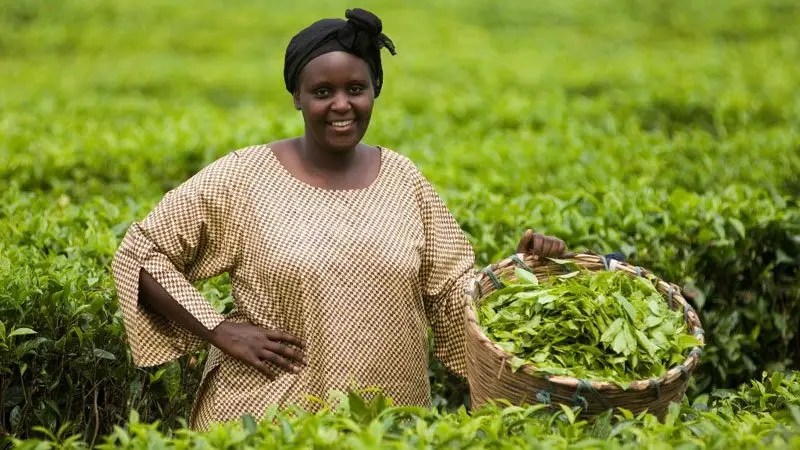 How Fairtrade Certifications Shape The Flavor