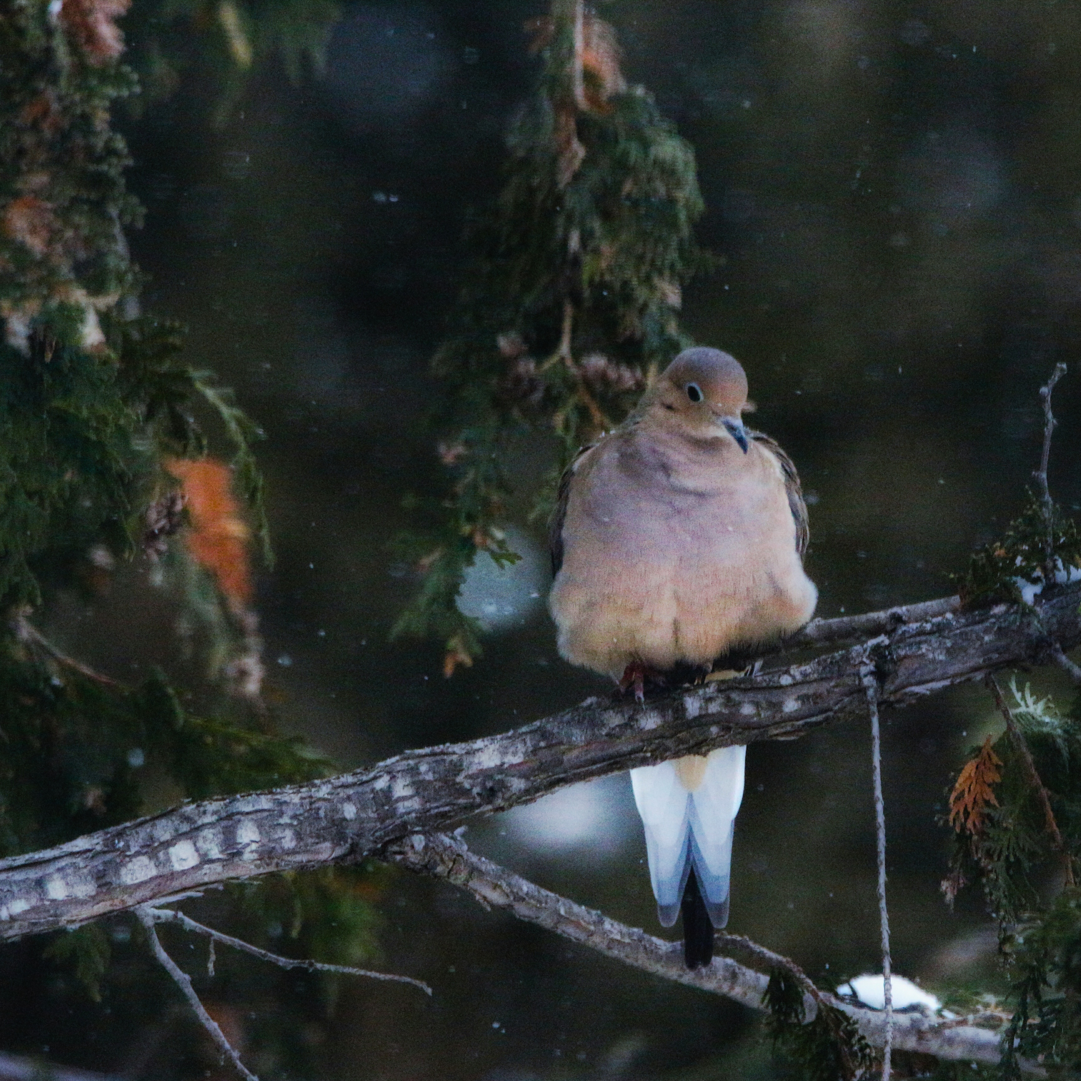 PSX_20180105_215211-01