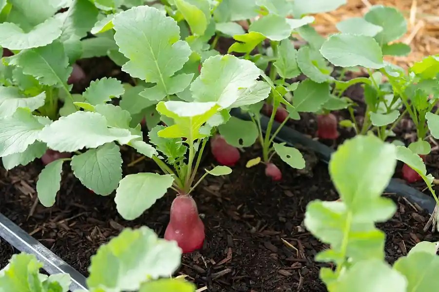An organic vegetable patch
