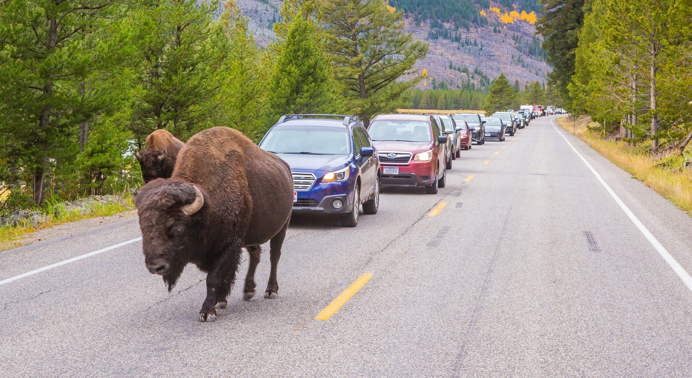 Upper Loop Lamar Valley Wildlife Safari Bozeman Nature Seen Yellowstone Bison Jam 