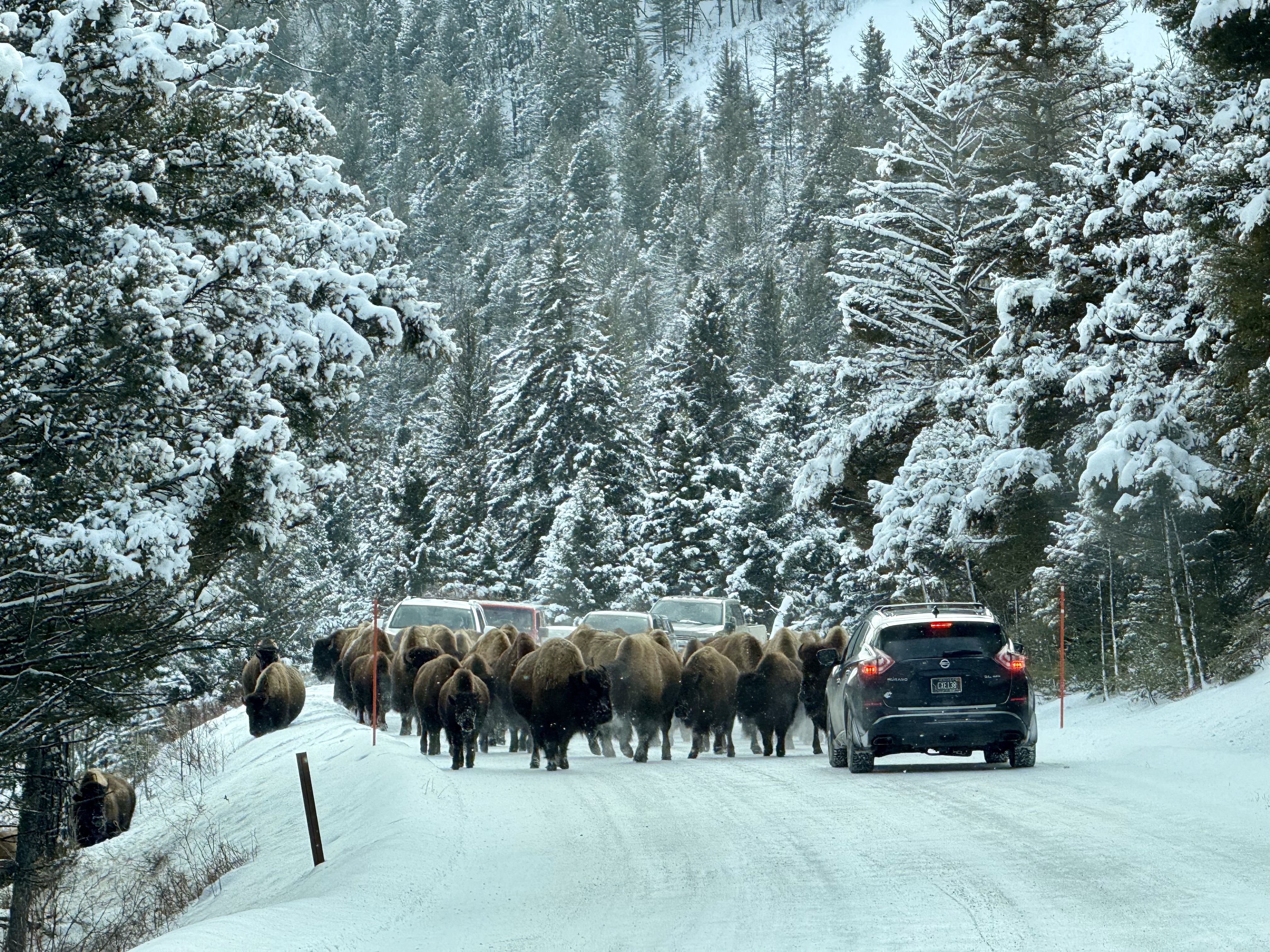 Winter Wildlife Safari Lamar Valley Bozeman Nature Seen IMG 5212 