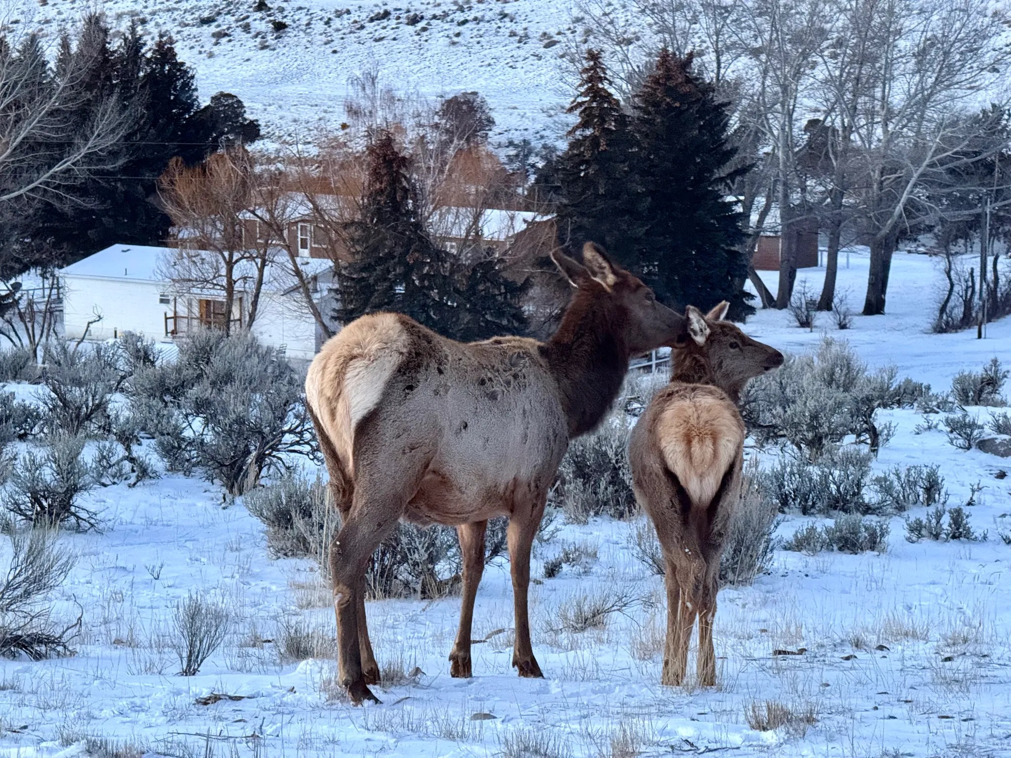 Winter Wildlife Safari Lamar Valley Bozeman Nature Seen IMG 9738 2048x1536 