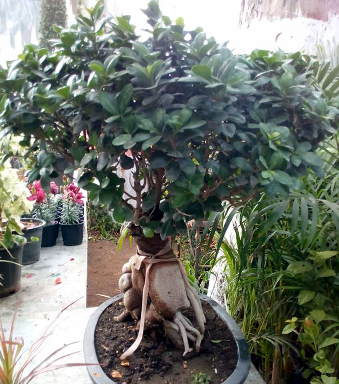 5 Steps To Growing A Bonsai Tree From A Sapling December 2020 Toolversed