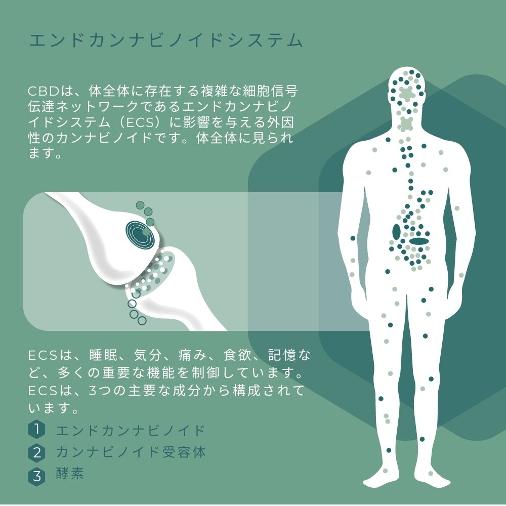カンナビノイド 一般社団法人日本臨床カンナビノイド学会 / m3.com学会研究会