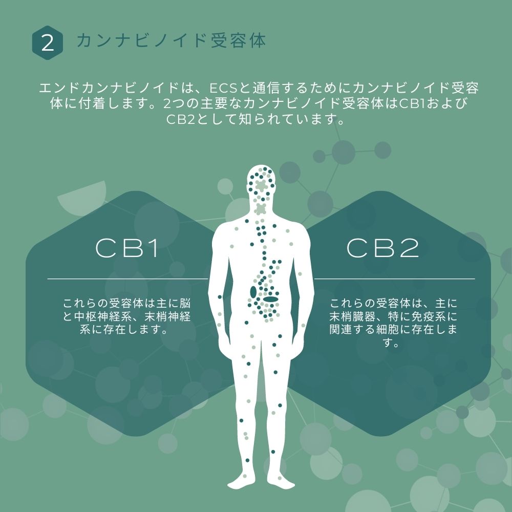 カンナビノイド カンナビノイドとは？CBD・CBN・CBGの違いと仕組み