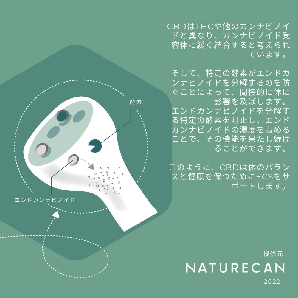 カンナビノイド カンナビノイドとは？CBD・CBN・CBGの違いと仕組み