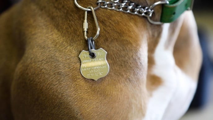 replacement dog license tag