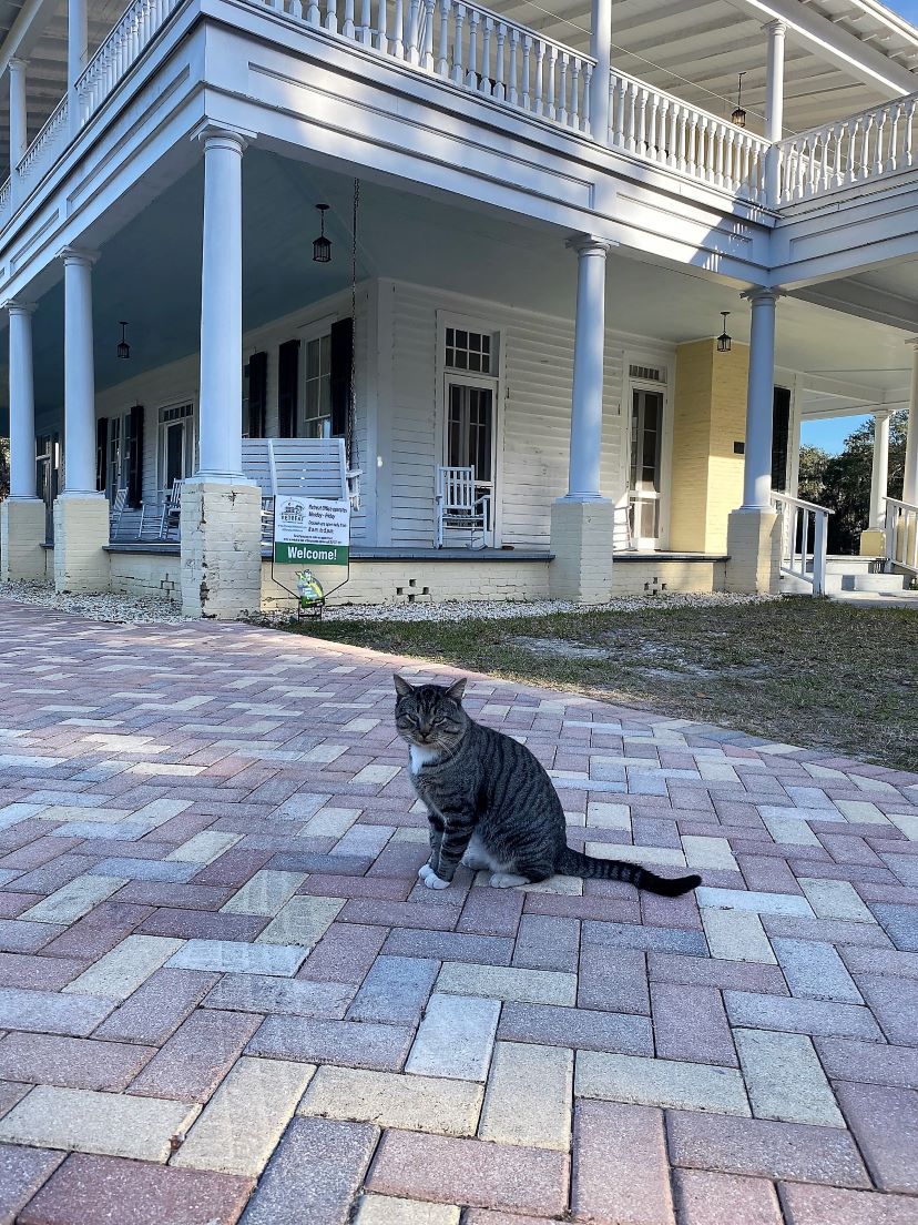 Citrus county animal shelter reopens community cat program