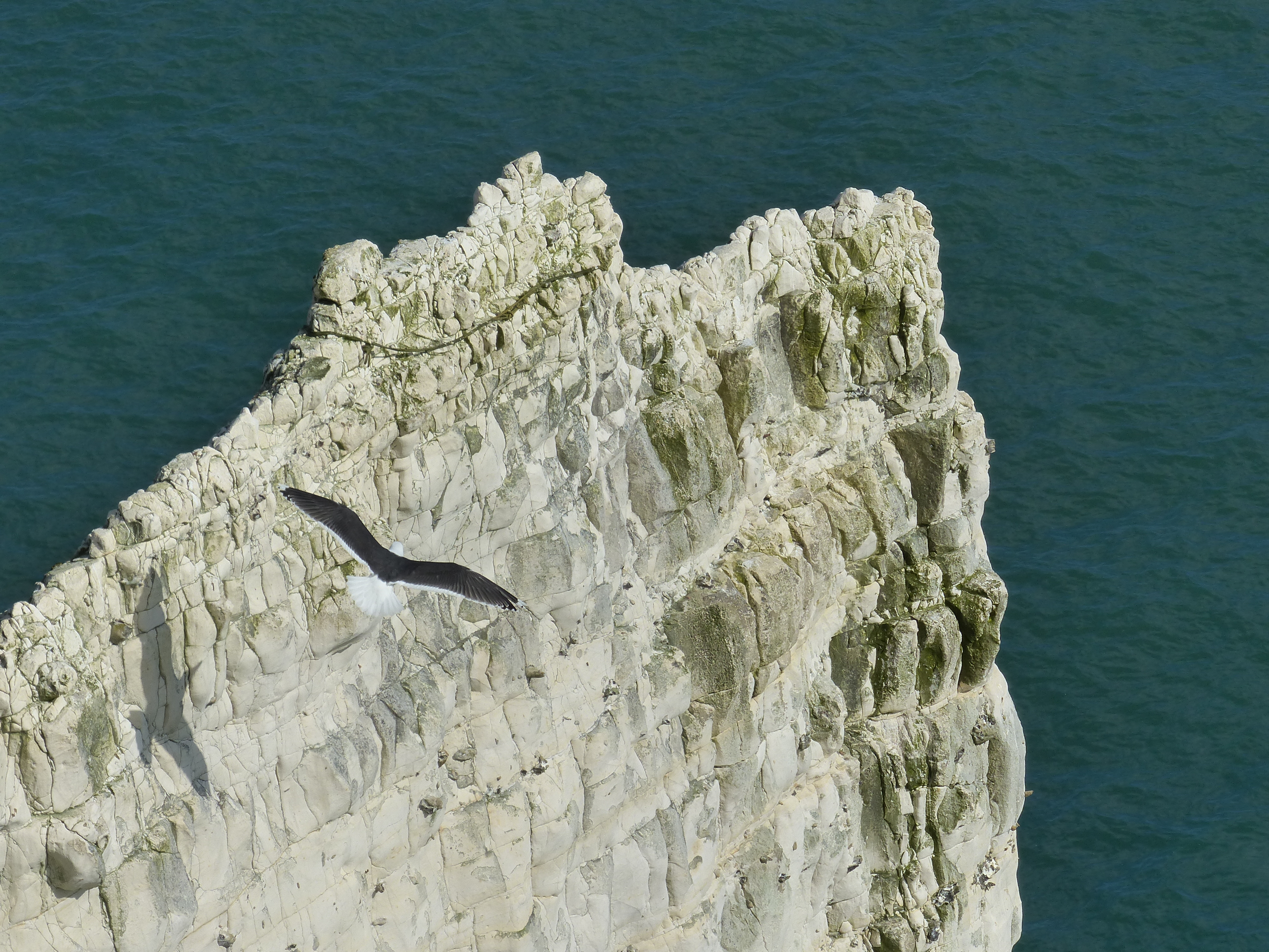 Chalk pattern and texture in cliffs at Studland Bay