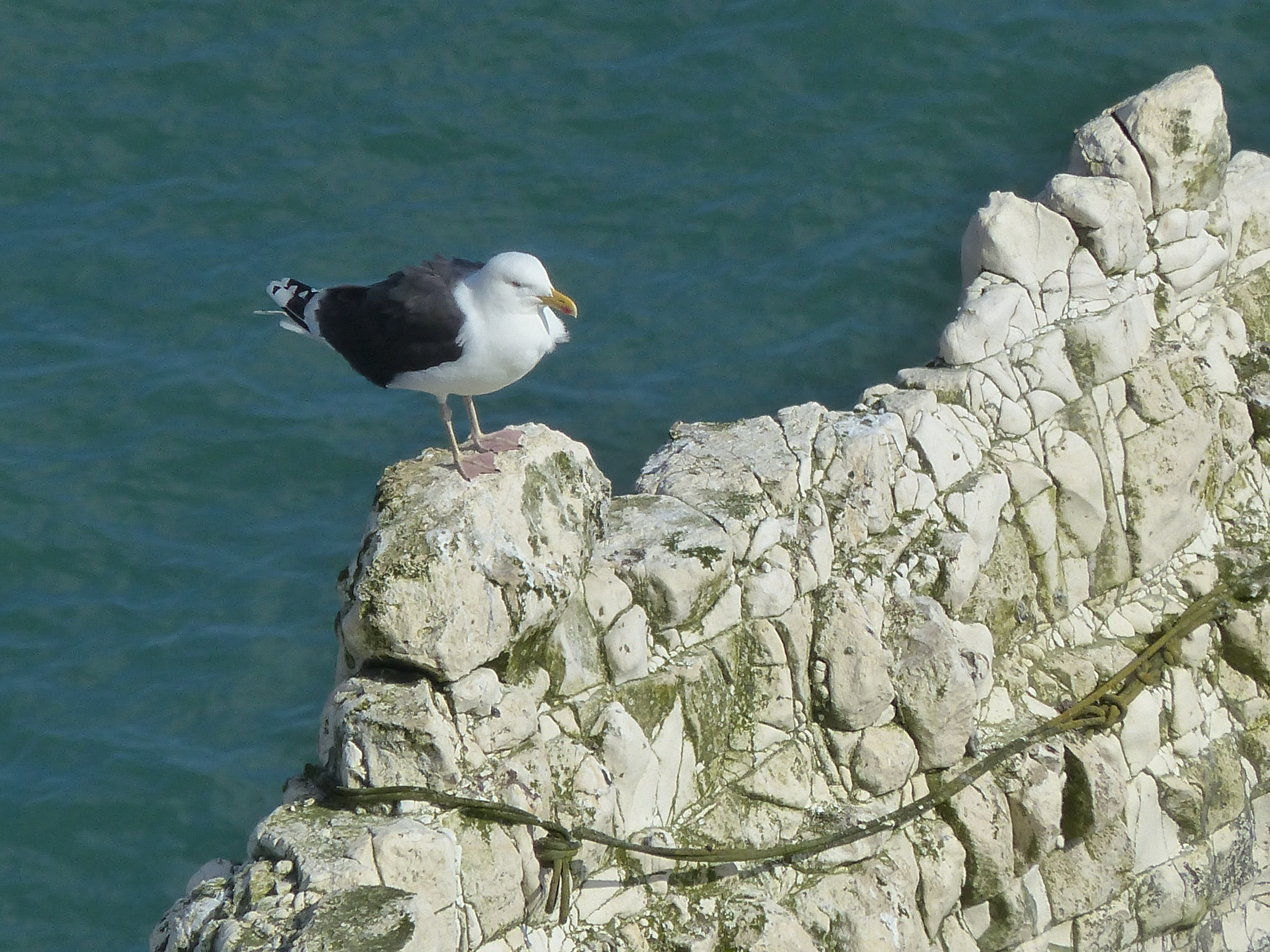 Chalk pattern and texture in cliffs at Studland Bay